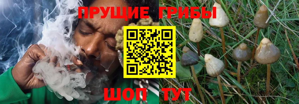 Галлюциногенные грибы Psilocybine cubensis  Галлюциногенные грибы Psilocybine cubensis  Вход с VPN  Отрадный 